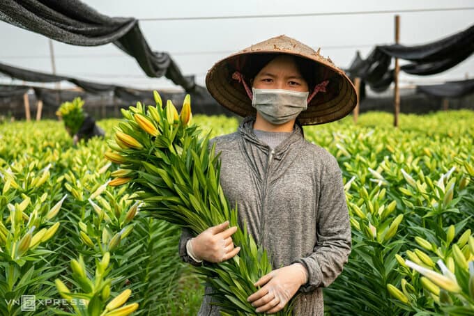 Hanoi flower village withers in Covid-19 season