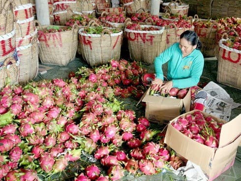 IFC supports exports of high quality fruits