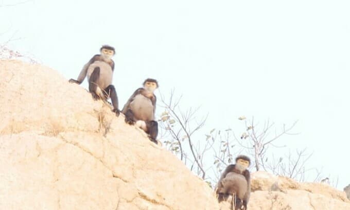 Drought drives endangered douc langurs to the seashore