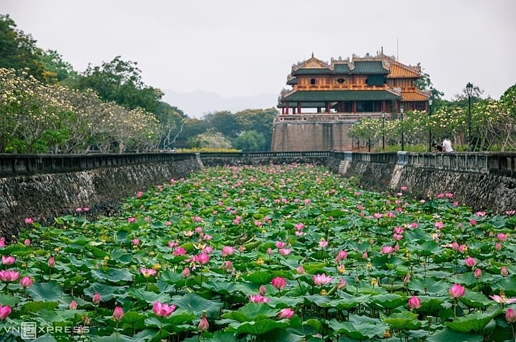 Lotuses add to charm of Hue