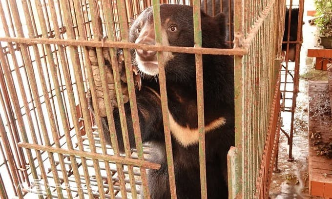 Endangered moon bears rescued from northern Vietnam farm