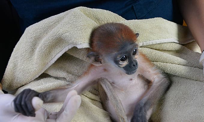 Pangolin, grey-shanked douc langur rescued from poacher