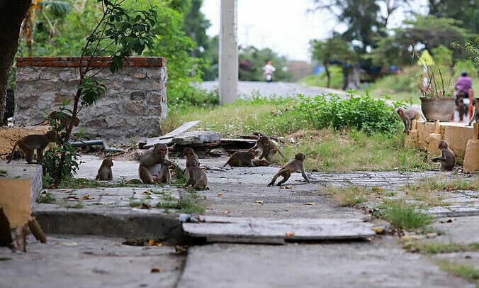 Covid-19 impact: Monkeys on Da Nang streets raise health concerns