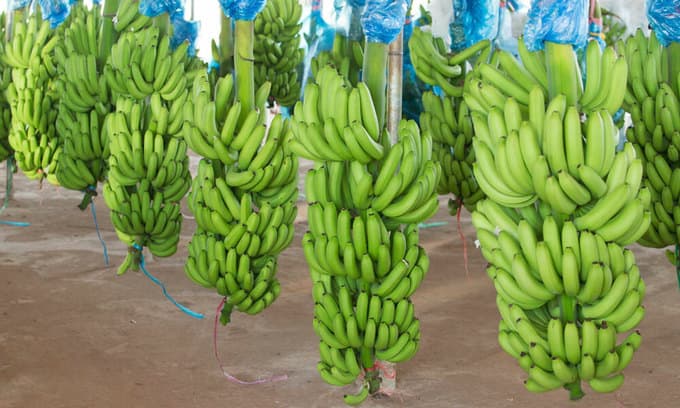 Agriculture becomes revenue earner for auto firm Thaco