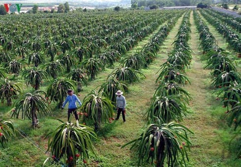 Drastic changes needed in farming practices to access EU market