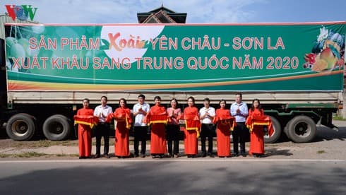Son La exports first shipment of mangoes to China this year