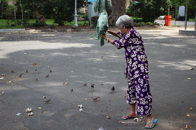 Saigonese take wild cats, birds under wing