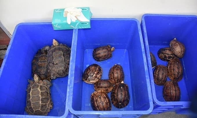 Woman's jail term for illegal wildlife trade doubled