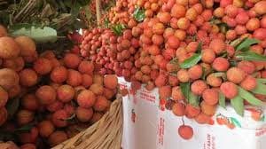 Vietnam, China hold online discussions on farm produce, food trade