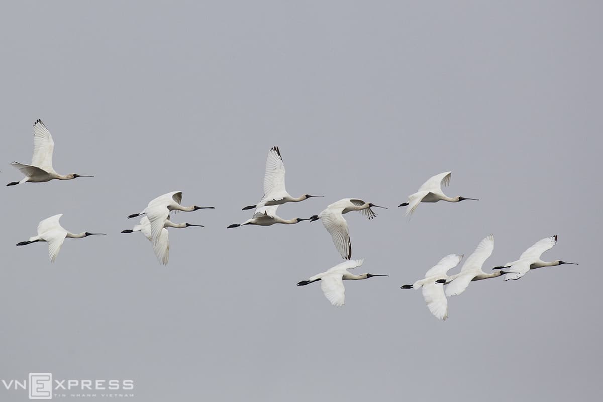 Endangered royal spoonbills arrive in northern province on annual migration