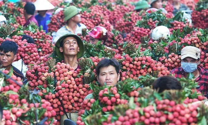 PM allows over 300 Chinese traders to enter Vietnam to buy lychees