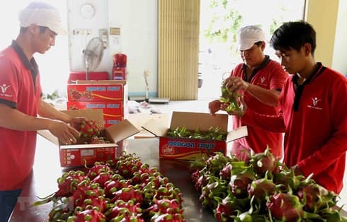 Vietnamese companies seek business opportunities in Singapore