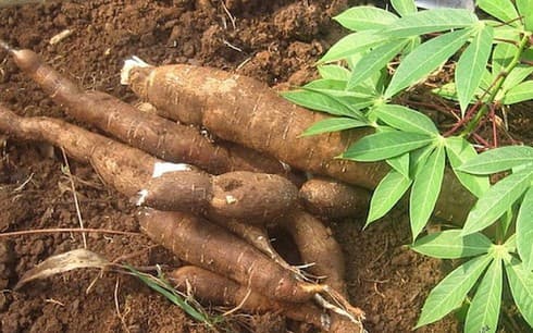 Cassava exports skyrocket during five-month period