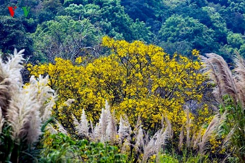 Vietnam among leading countries for high biodiversity levels globally