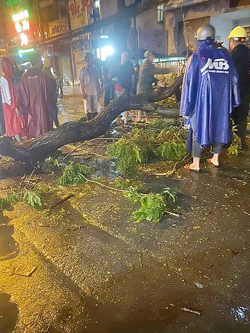 Falling tree branch kills motorcyclist in HCMC