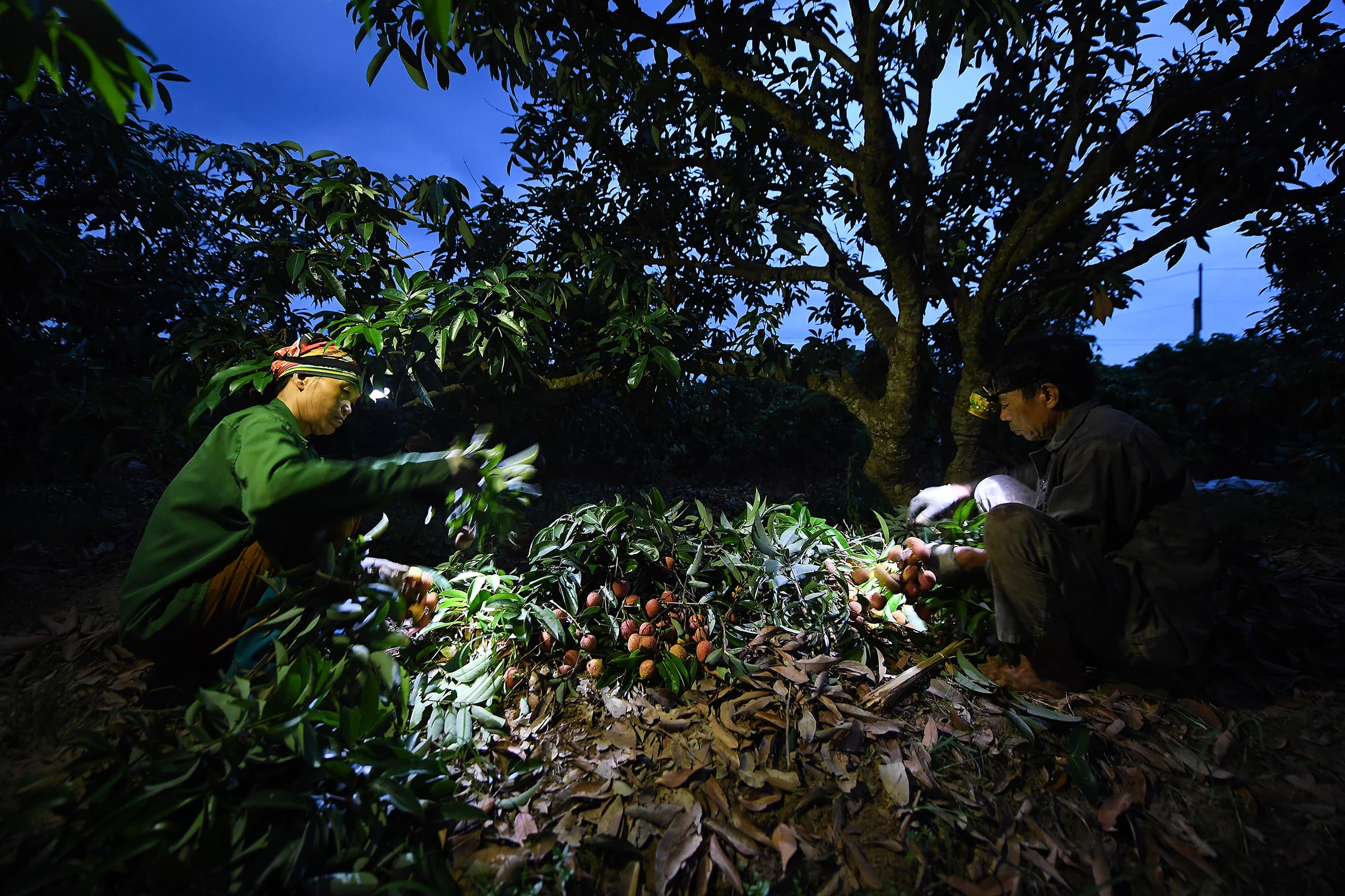Lychee trade a juicy Vietnamese livelihood