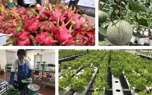 Fruit and vegetable exports reach over US$1.5 billion in first half