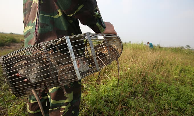 Vietnam's bat farms, rat trade sites represent high coronavirus transmission risk: study
