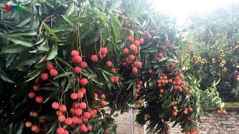 Bac Giang exports first batch of fresh lychees to Japan