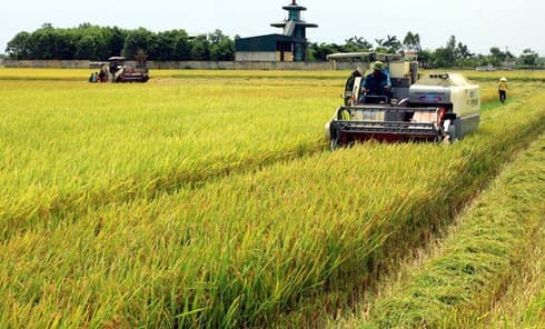 Vietnam eyes place in world’s top 10 farm produce processing hubs