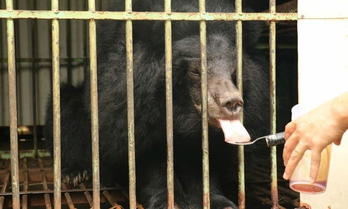 Last captive bear in Central Highlands province released