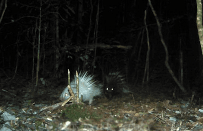 Endangered animals spotted in Central Highlands national park