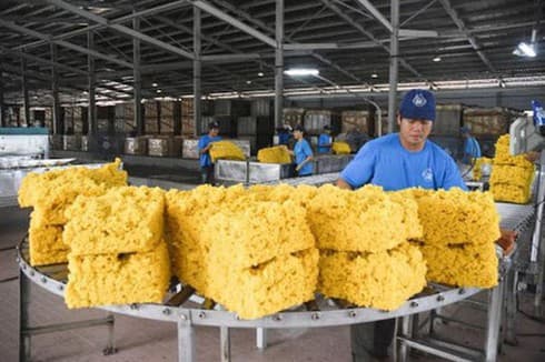 First half of year hit by plunging rubber exports