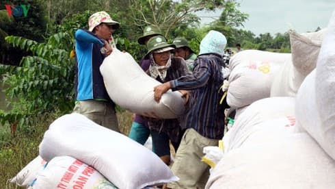 Vietnam exports nearly 3.5 million tonnes of rice in six months