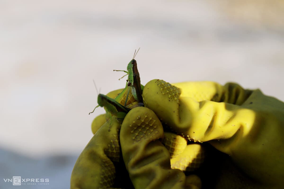 Grasshopper hunt a favored summer pastime in central Vietnam