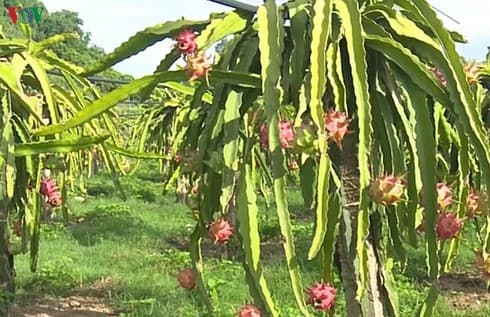 Son La to boost export of red-flesh dragon fruits to Japan