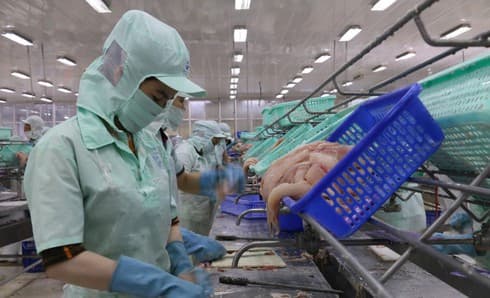 Tra fish exports enjoy robust growth to UK, Singapore