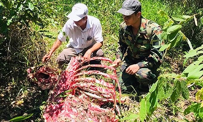 Endangered gaur killed in national park by poachers