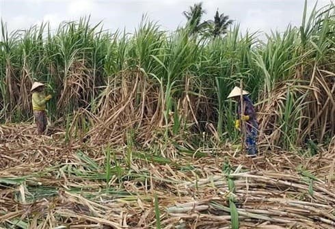 Customs asked to handle strictly sugar smuggling