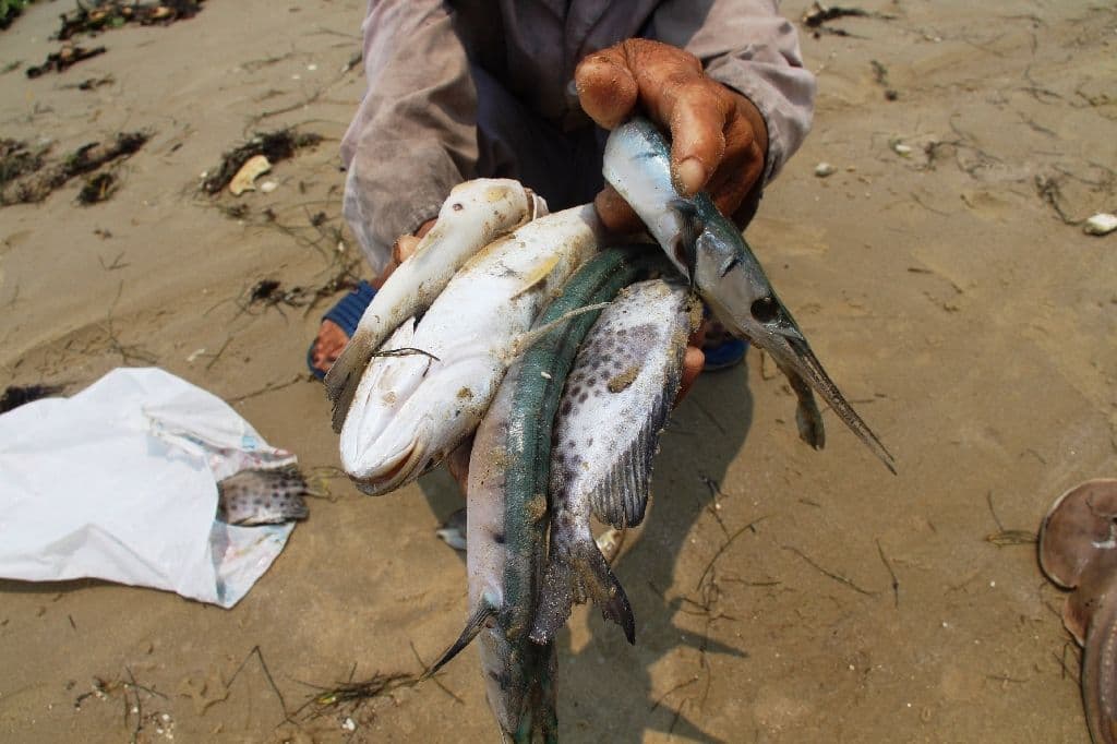 Vietnam's lack of transparency on environmental issues is glaring