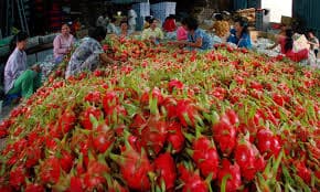 Son La successfully exports dragon fruit to Russia