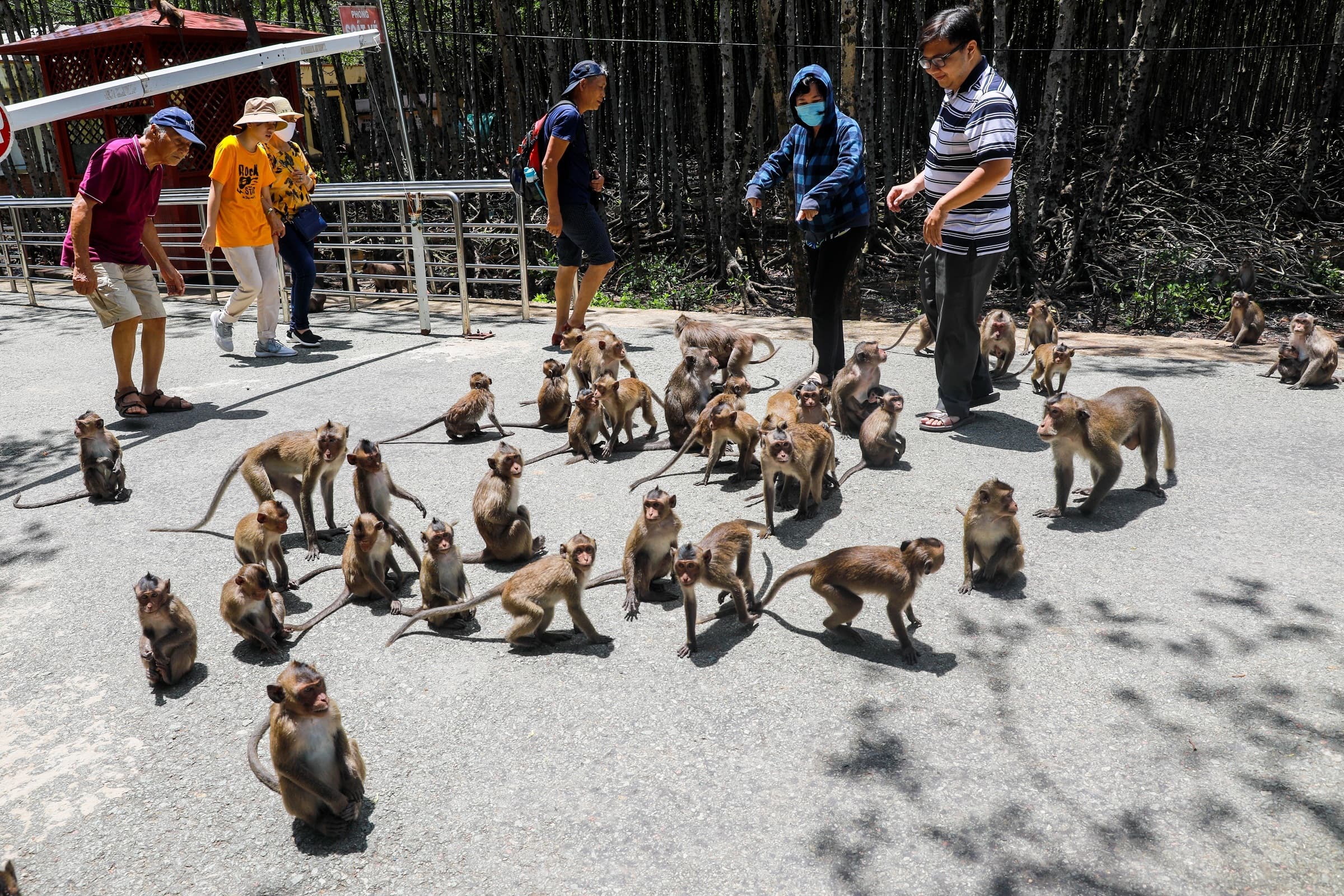 Saigon monkey colony provides feral delight
