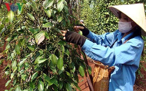 Local pepper exports enjoy surge amid COVID-19 pandemic