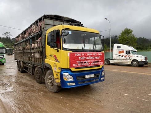 Vietnam imports additional 1,000 live pigs from Thailand