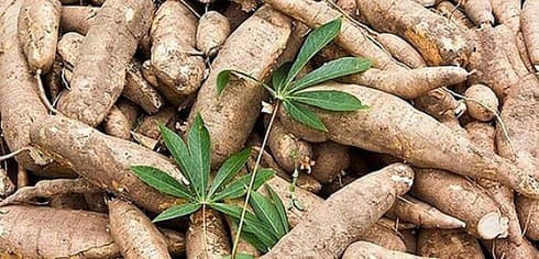 Cassava exports increase over seven-month period