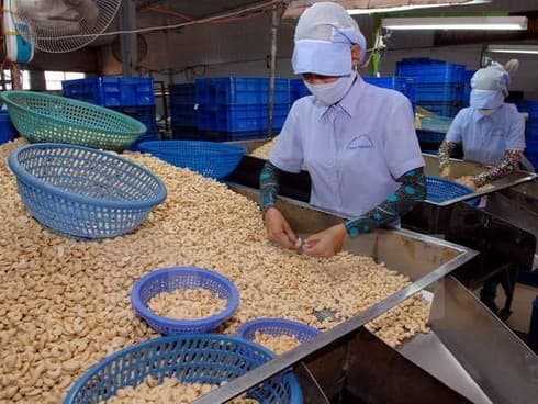 Annual cashew nut export goal lowered to US$3.2 billion