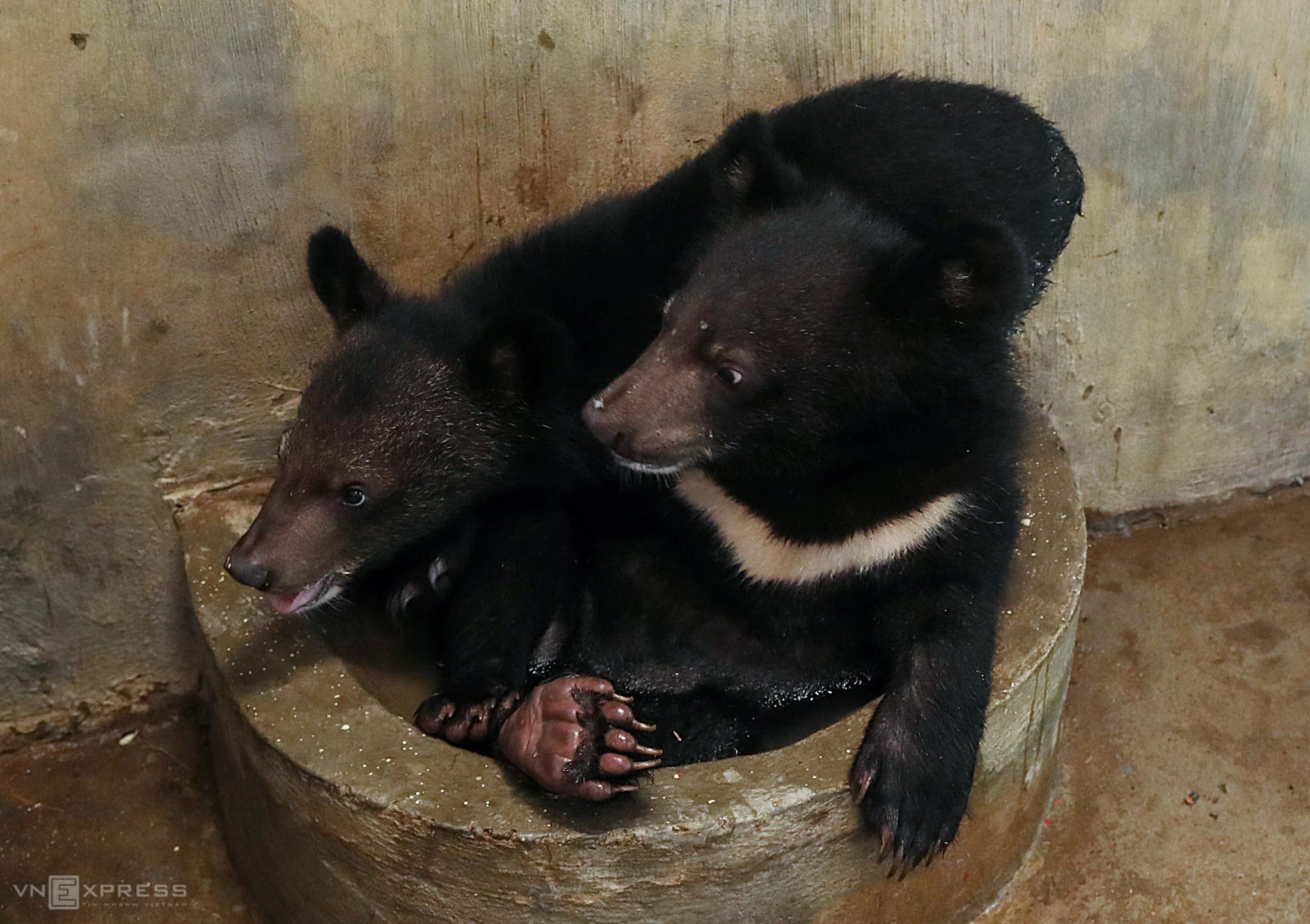 Rescued cubs equipped with necessities at Vietnam center