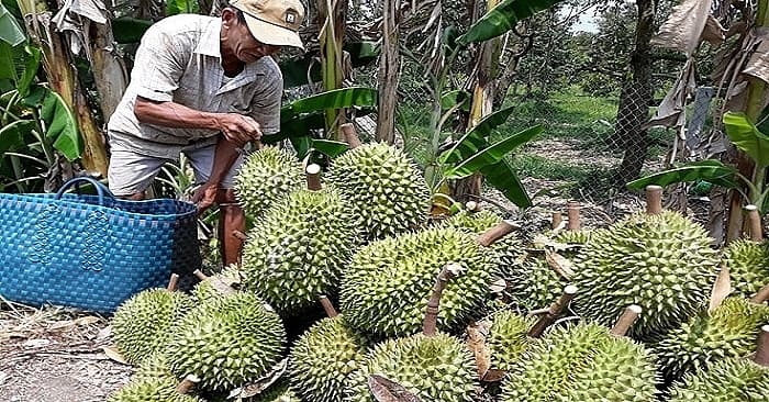 The General Department of Taxation responds to information on “collecting tax for durian”
