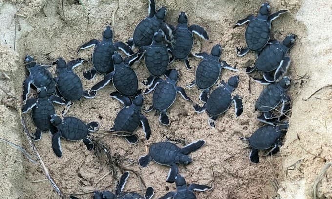 Rangers protect endangered turtle eggs, return 45 babies to sea