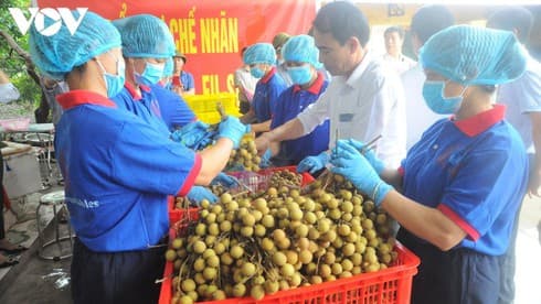 US experts due to arrive to examine Vietnamese fruit exports