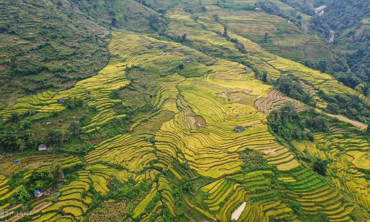 Ripening rice terraces bring a smile to harvesting farmers