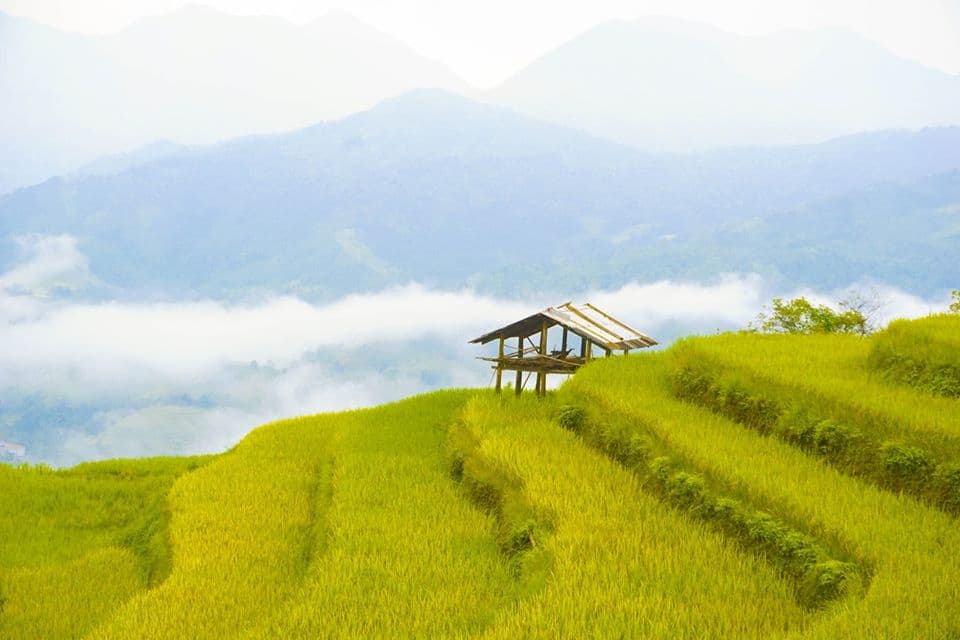 Golden rice season in northern Vietnam village Nam Hong