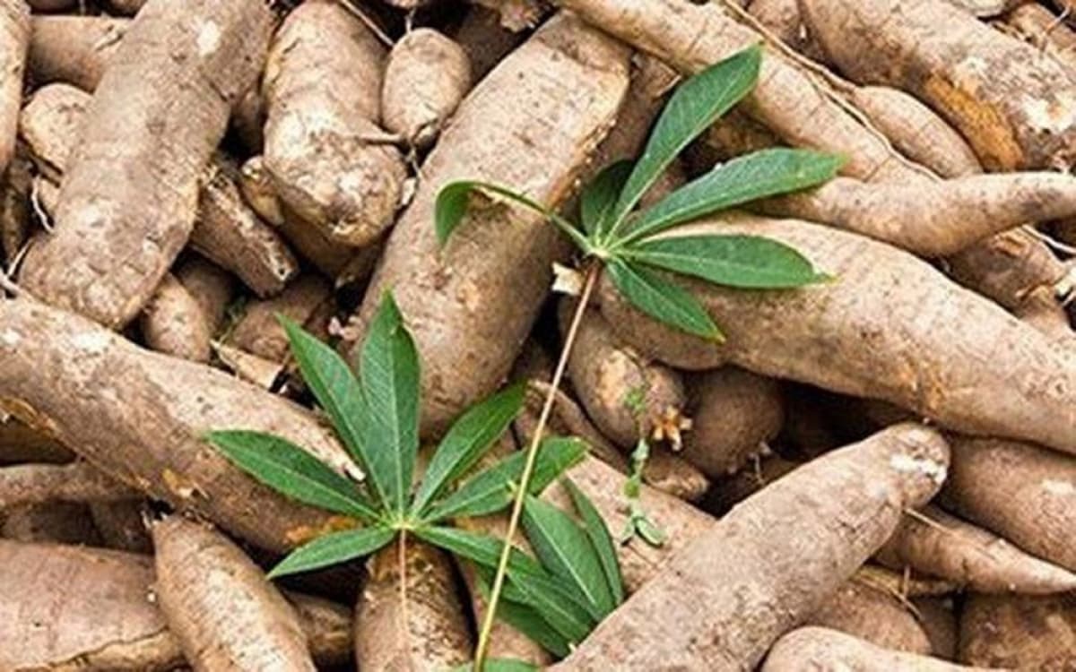 Cassava starch exports to China skyrocket