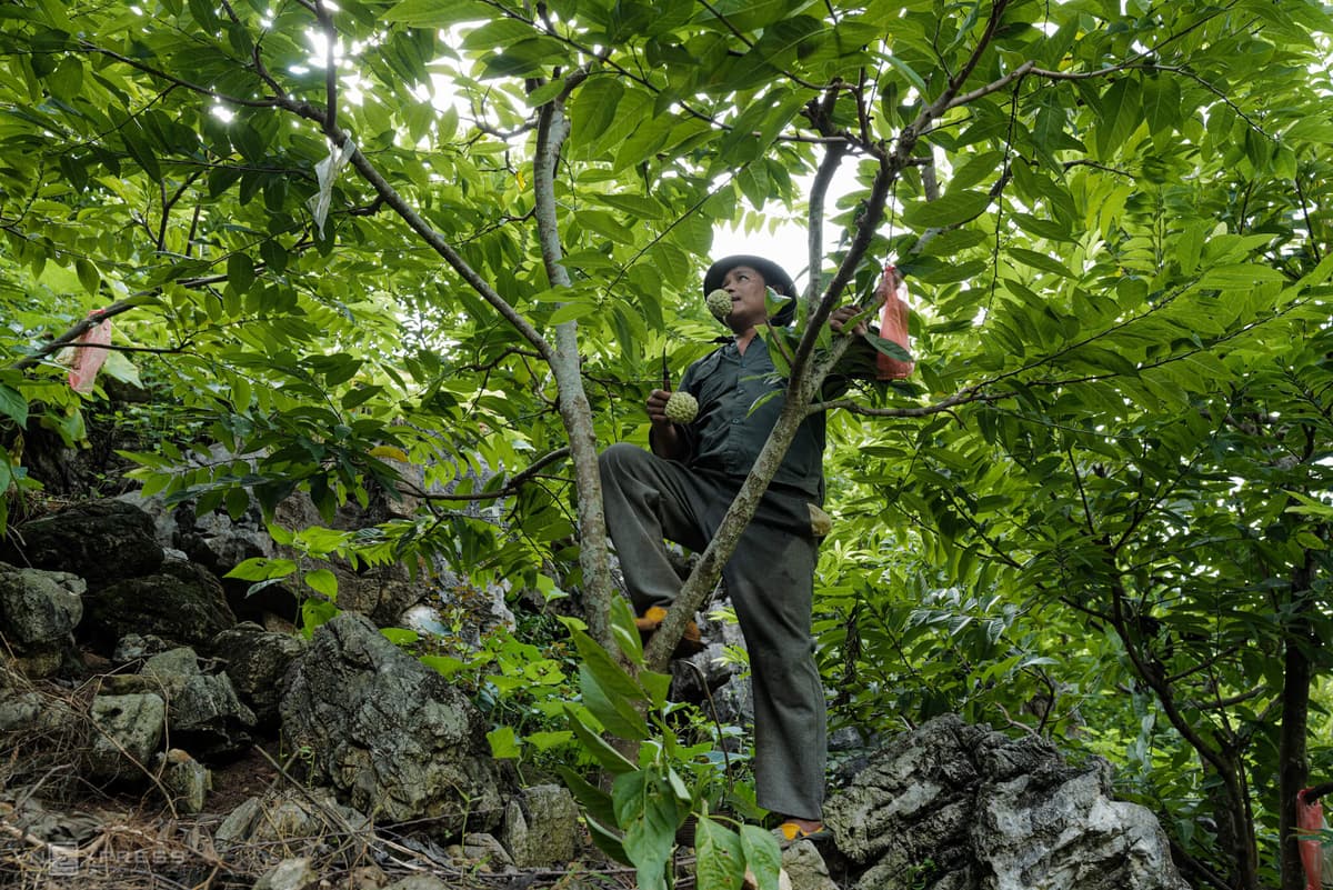 Rocky highlands expedition yields tons of custard apples