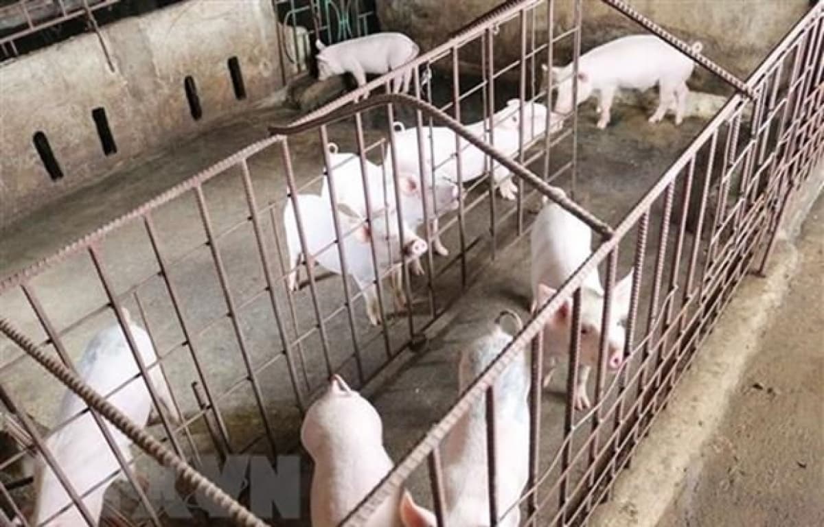 Deputy PM: Major opportunities lay in animal husbandry
