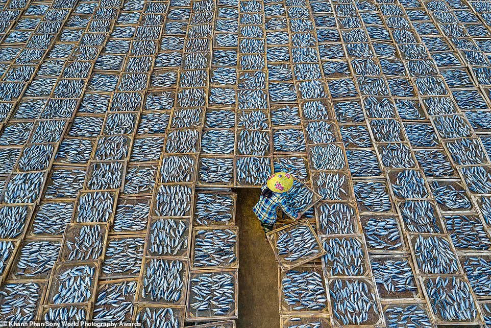 Aerial shot of fish market highlighted at int'l photo competition